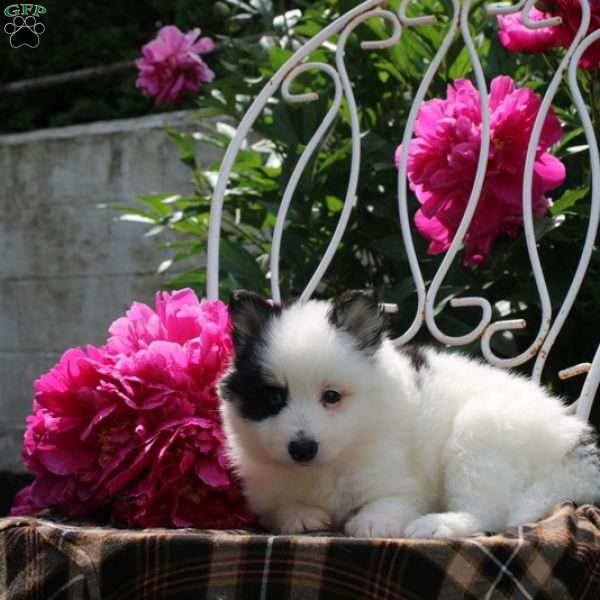 Lennox, Pomsky Puppy